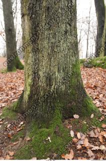 tree bark mossy 0011